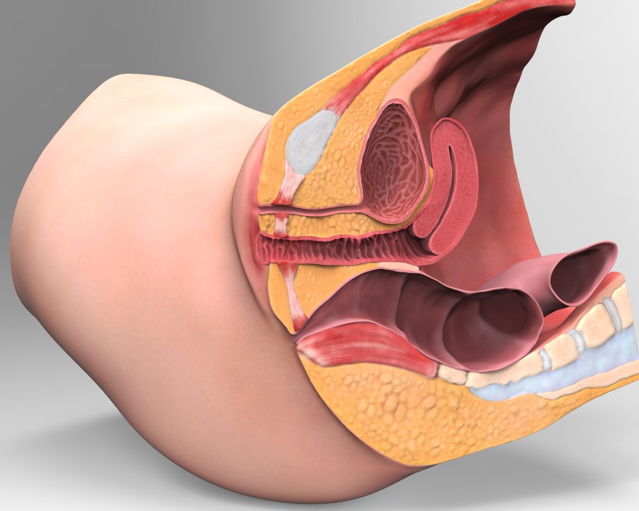 3D Medical Animation